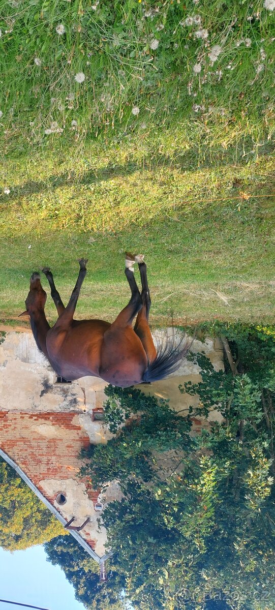 Prodám starší koně