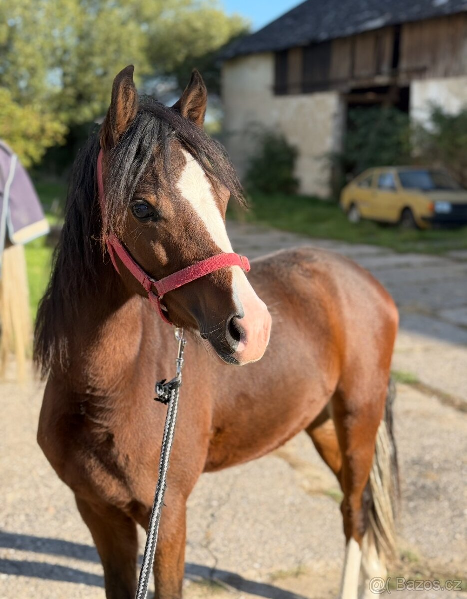 Atraktivní Welsh Pony (B)