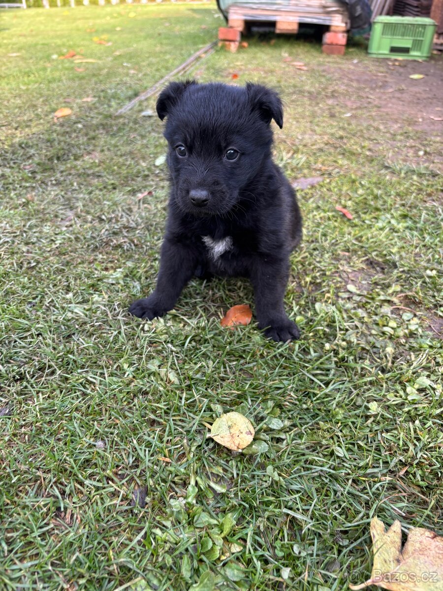 Štěňata křížence