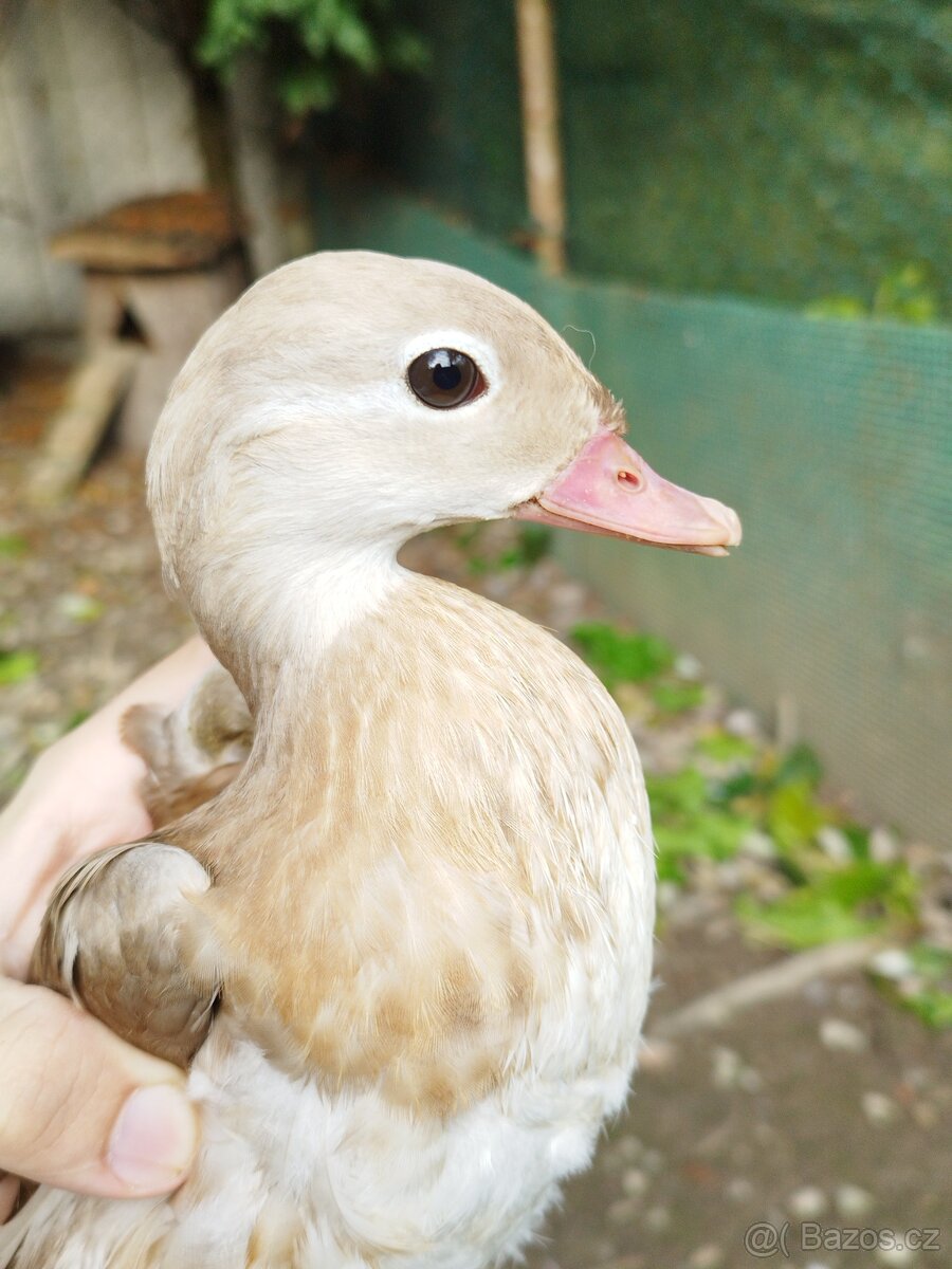 Kachnička mandarínská