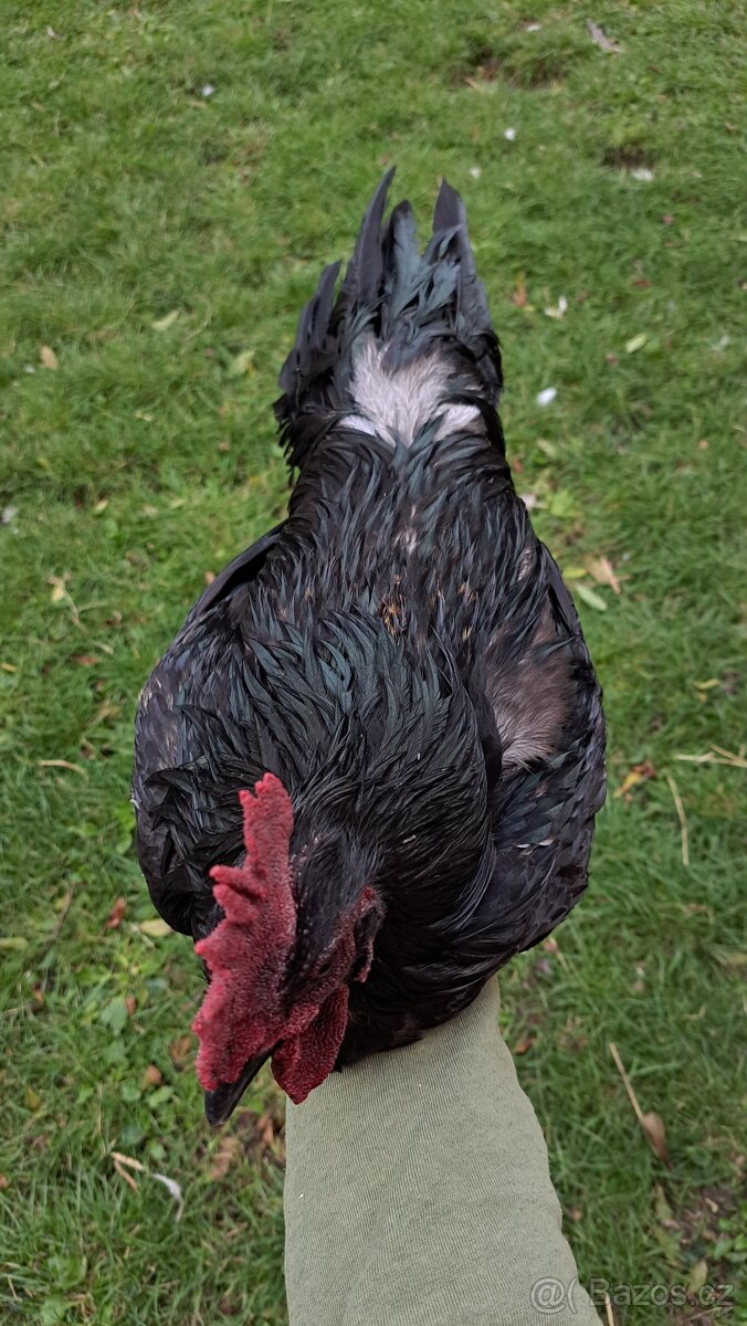 Kohout Ayam Cemani - červený hřeben
