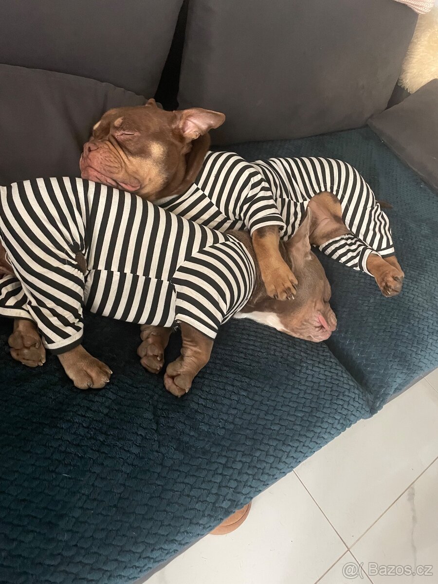 American Bully Micro/exotik s PP