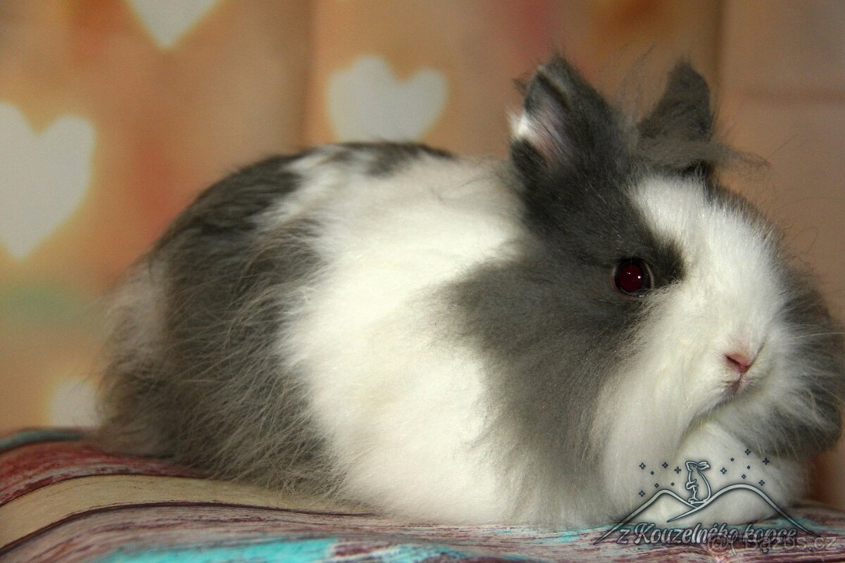 Zakrslý králíček Teddy sameček_ doprava po ČR