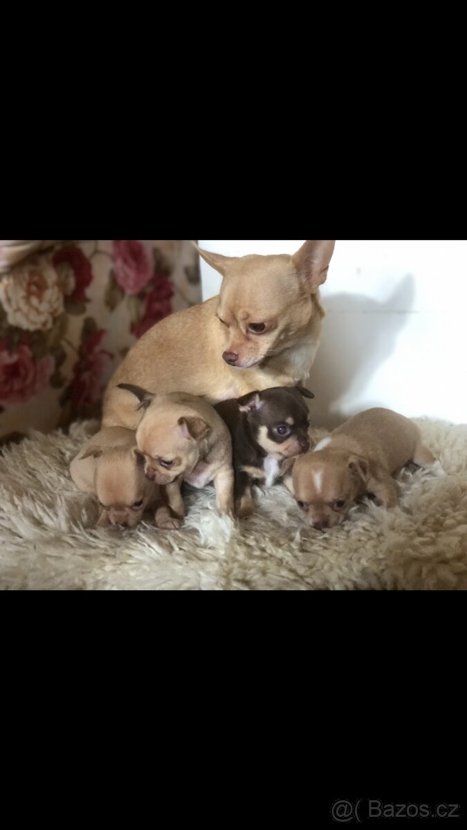 Čivava štěňátka bez PP