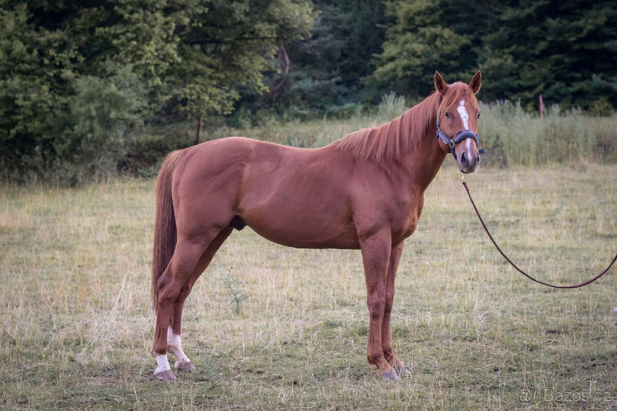 Predam žrebca anglickeho plnokrvnika A1/1