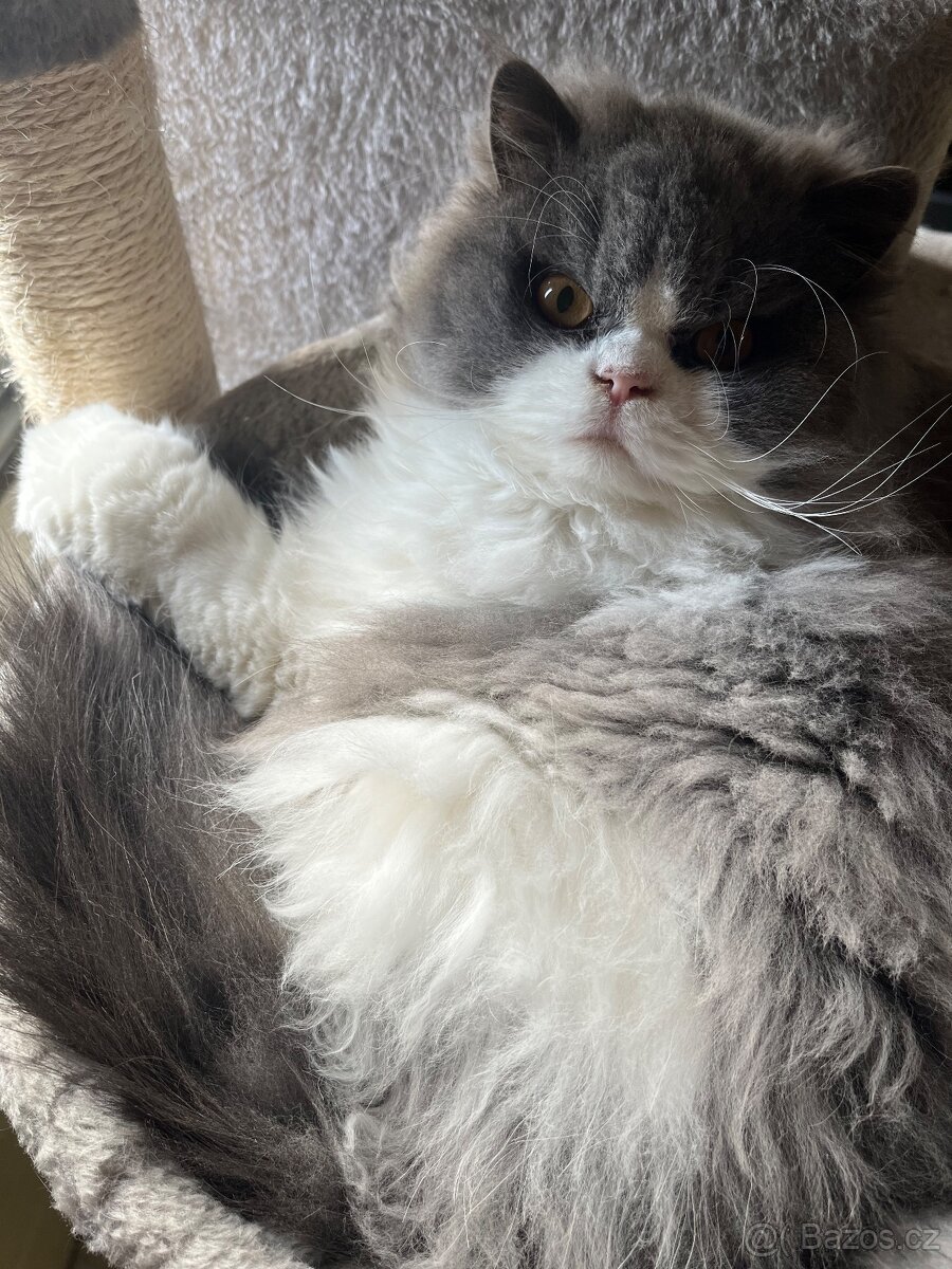 Britská dlouhosrstá