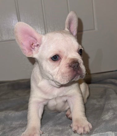 Francouzský buldoček