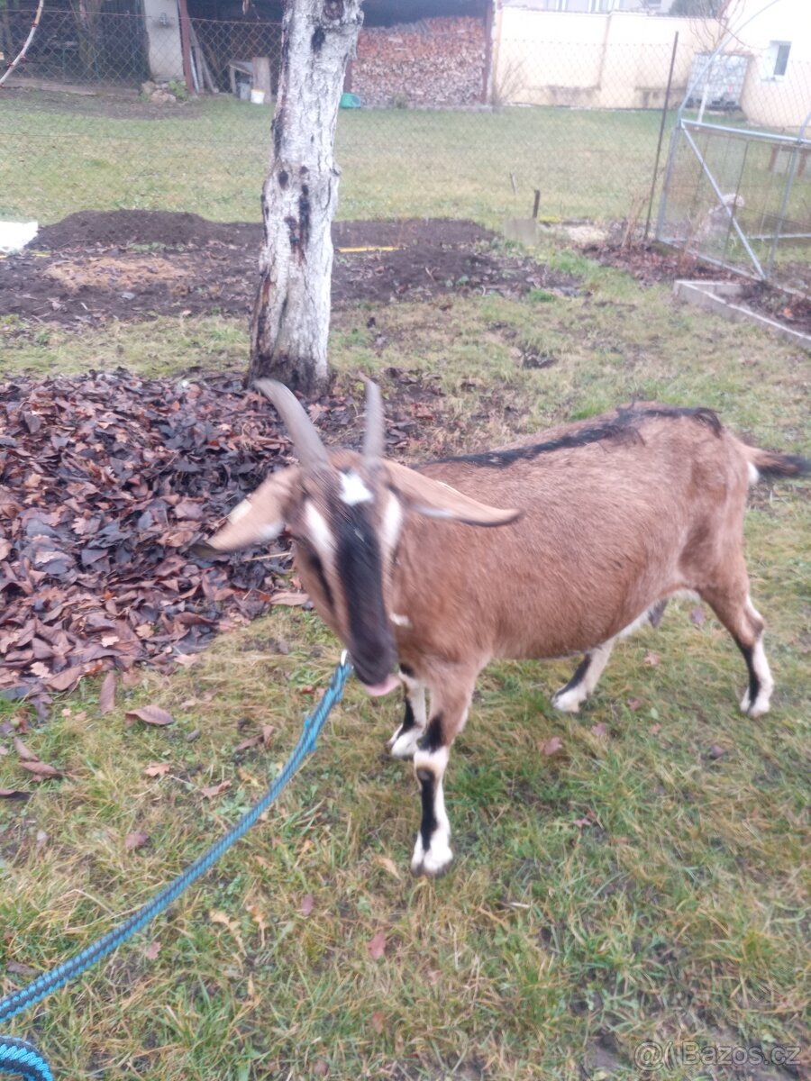 Koza na prodej nádoj 4l