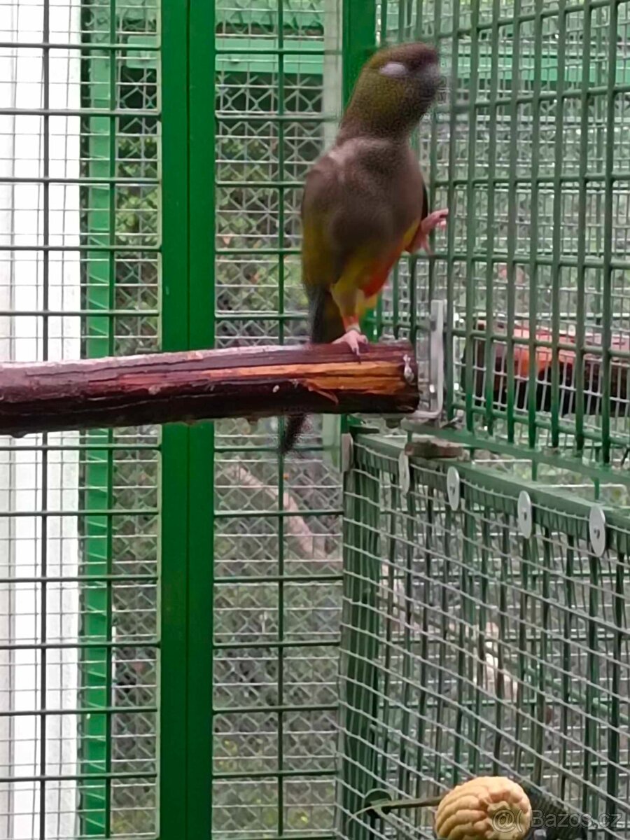 Papousek patagonsky