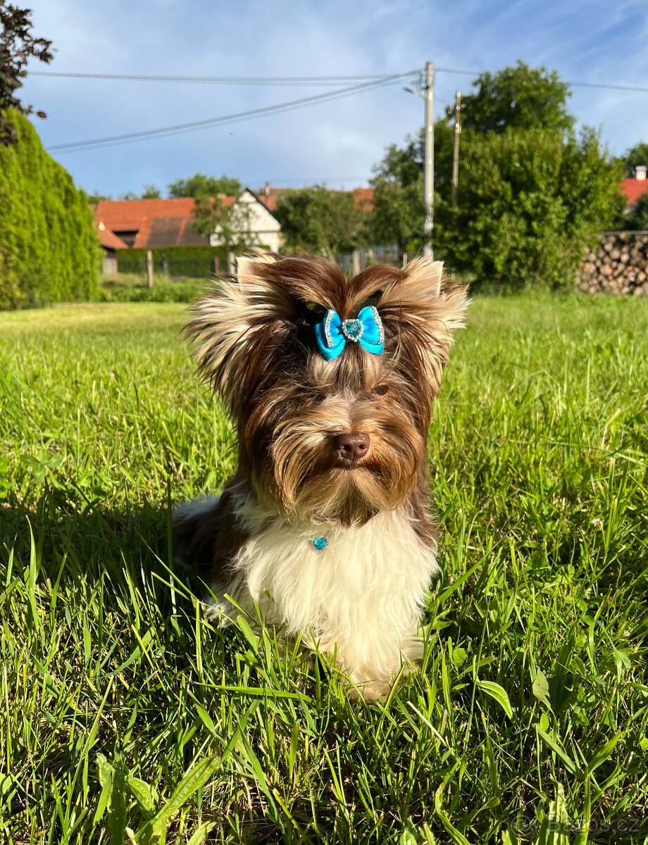 Yorkshire teriér s PP/ krytí