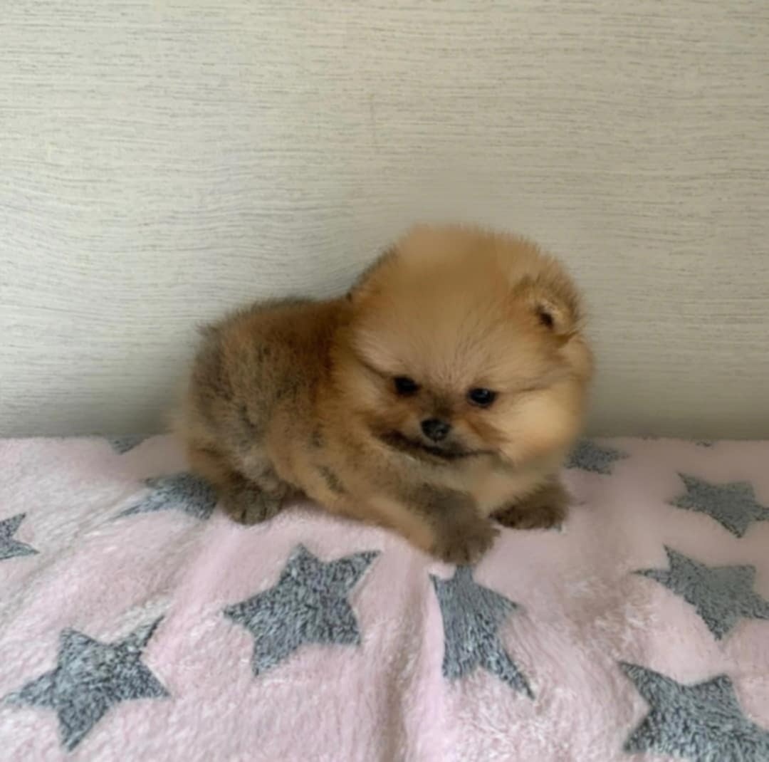Pomeriana Boo