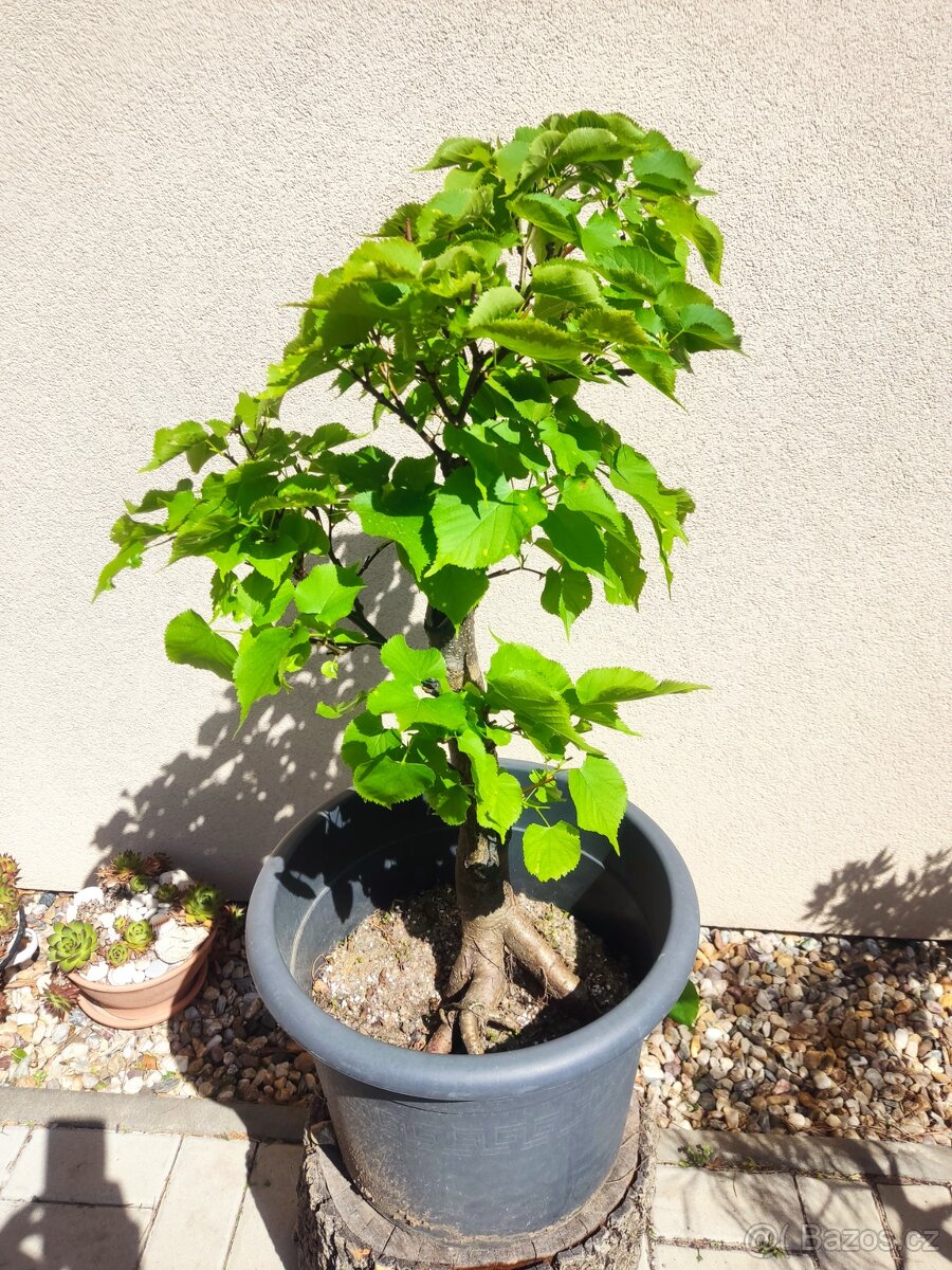 Tvarovaný strom, bonsai, niwaki, yamadori