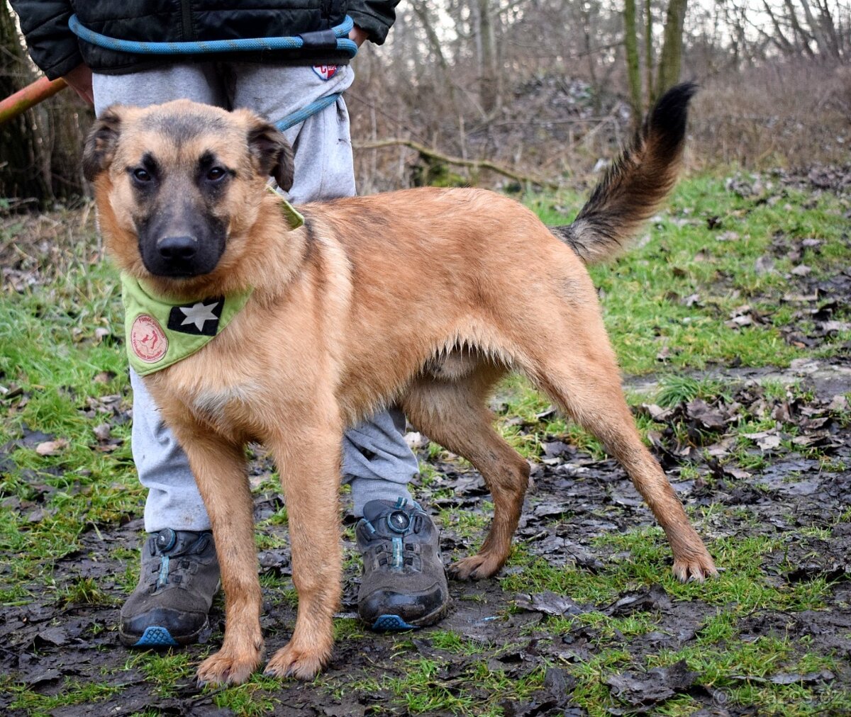 AMIGO K ADOPCI - 1 ROK, HRAVÝ, PŘÁTELSKÝ, VHODNÝ K DĚTEM