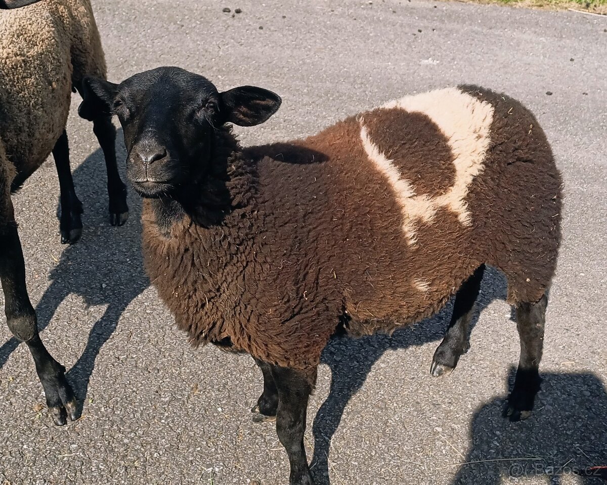 Poloviční dorper