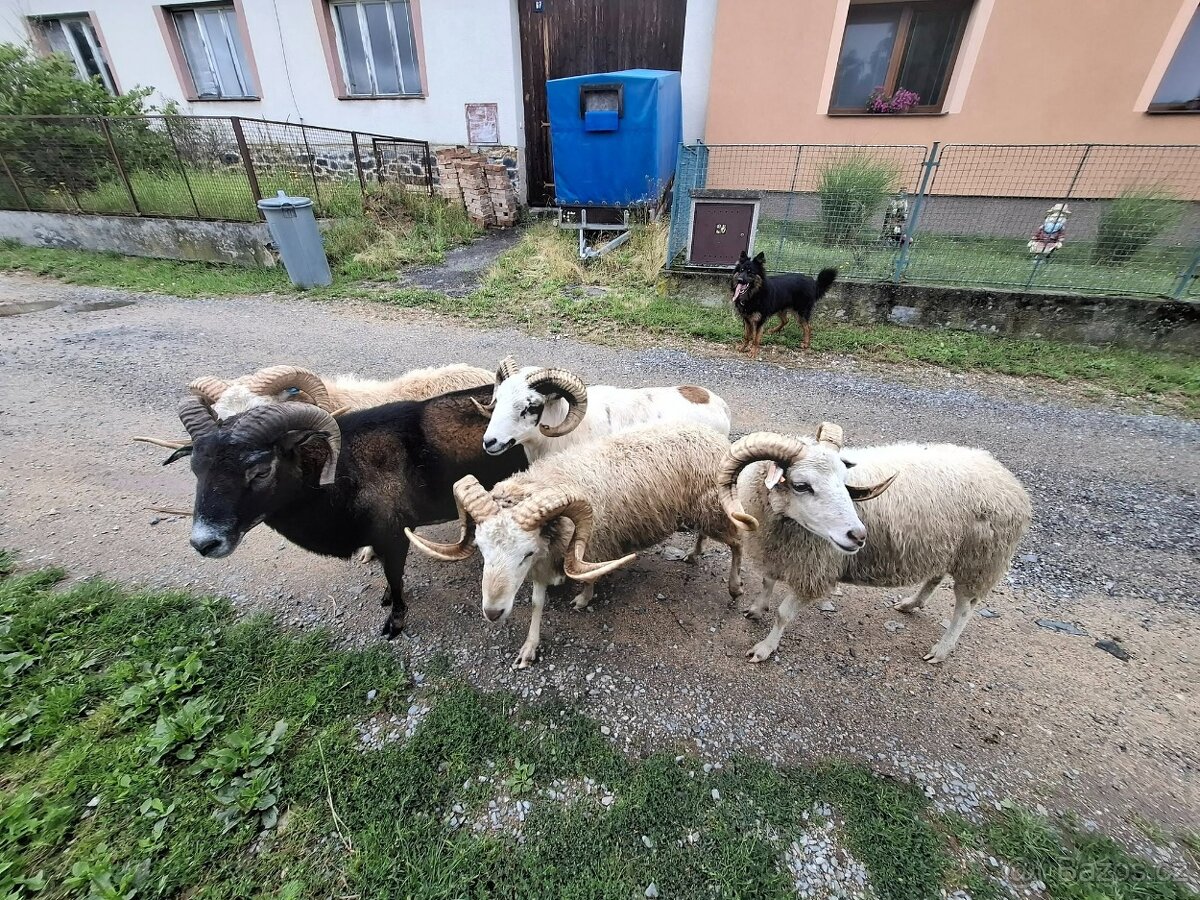 Berani na prodej