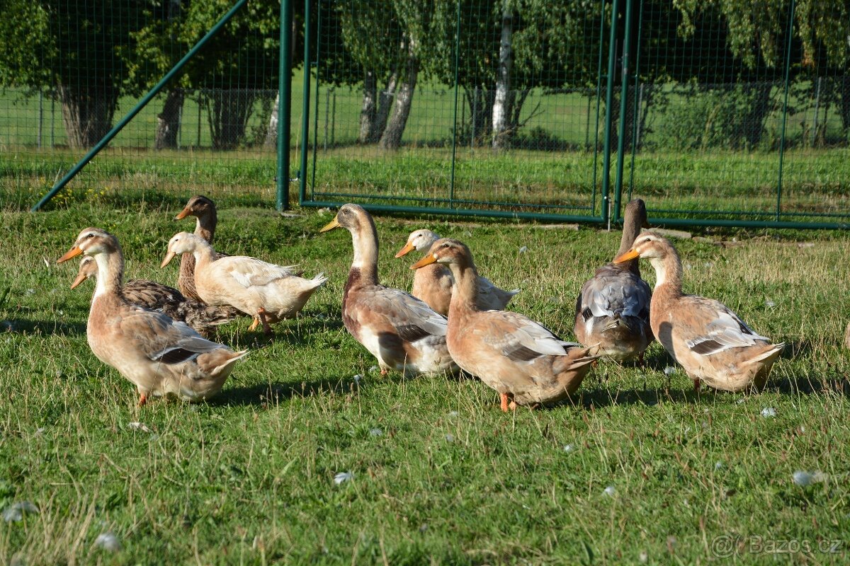 Kachny a kachňata