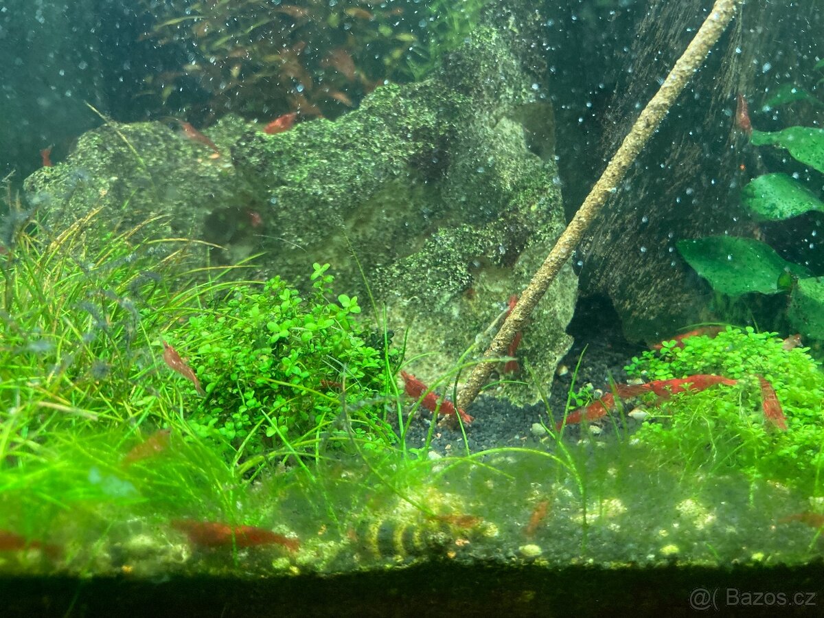 Krevetky Red Cherry