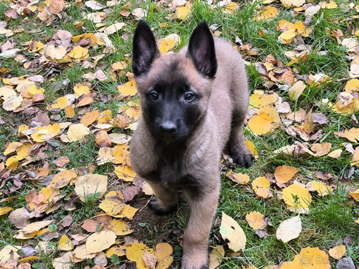 Belgicky ovcak malinois