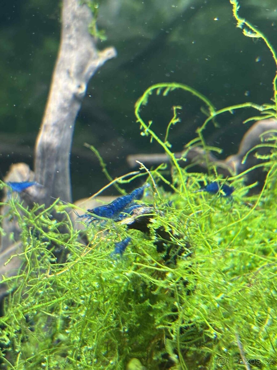 Krevetky Neocaridina Davidi var. Blue Dream