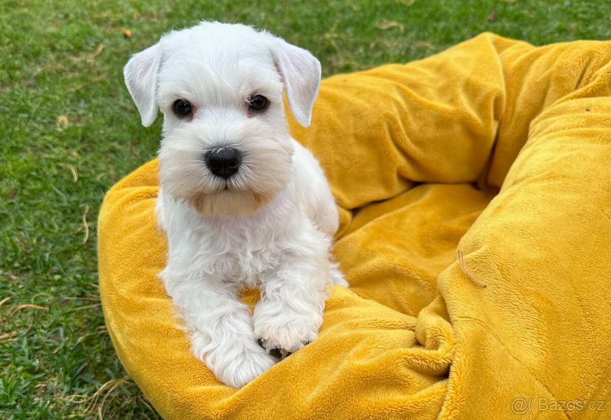 CHS Švarcava - Knírač malý bílý s PP