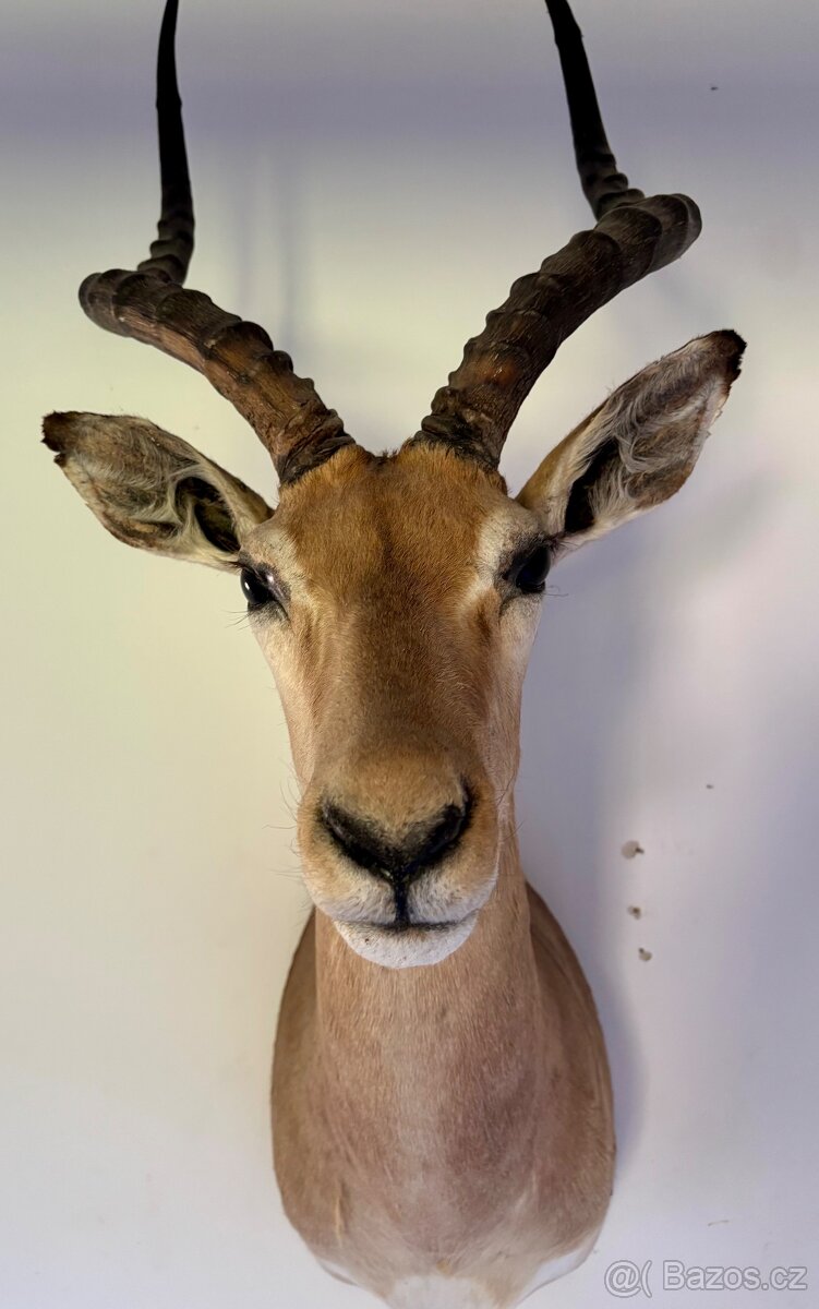 Nádherná Lovecká Trofej - IMPALA Afrika - TOP