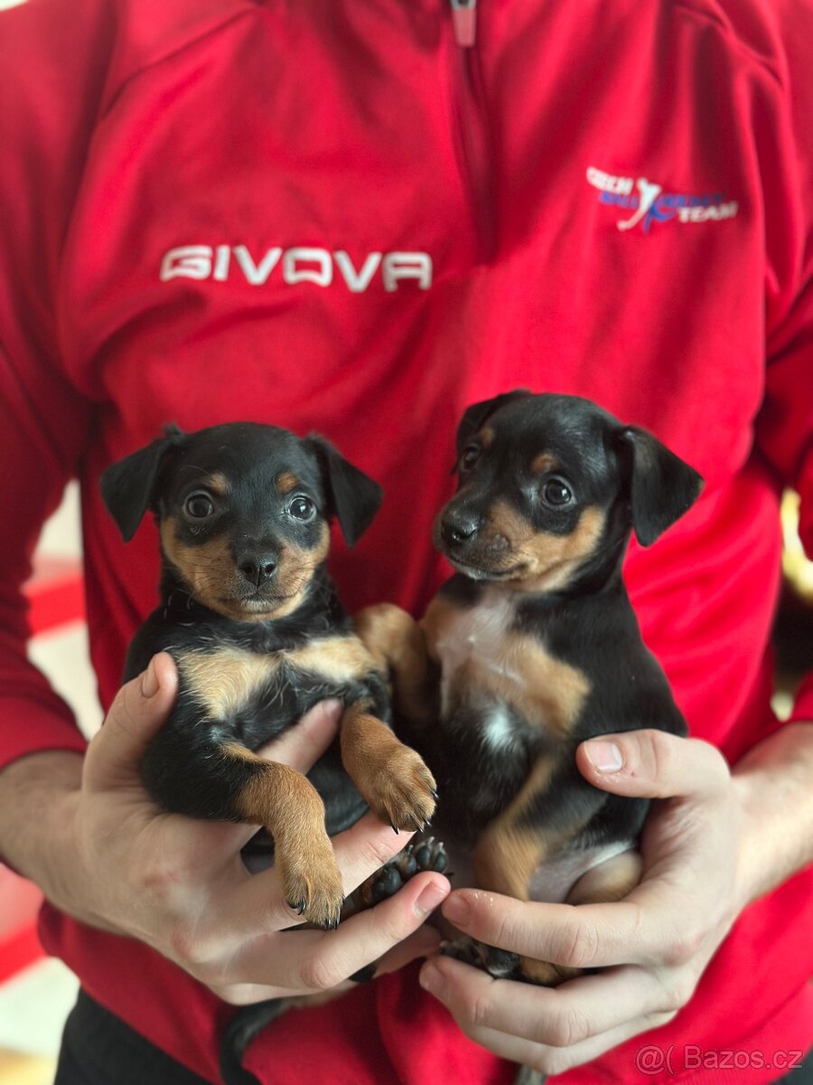 Pražský krysařík- srnčí pinc