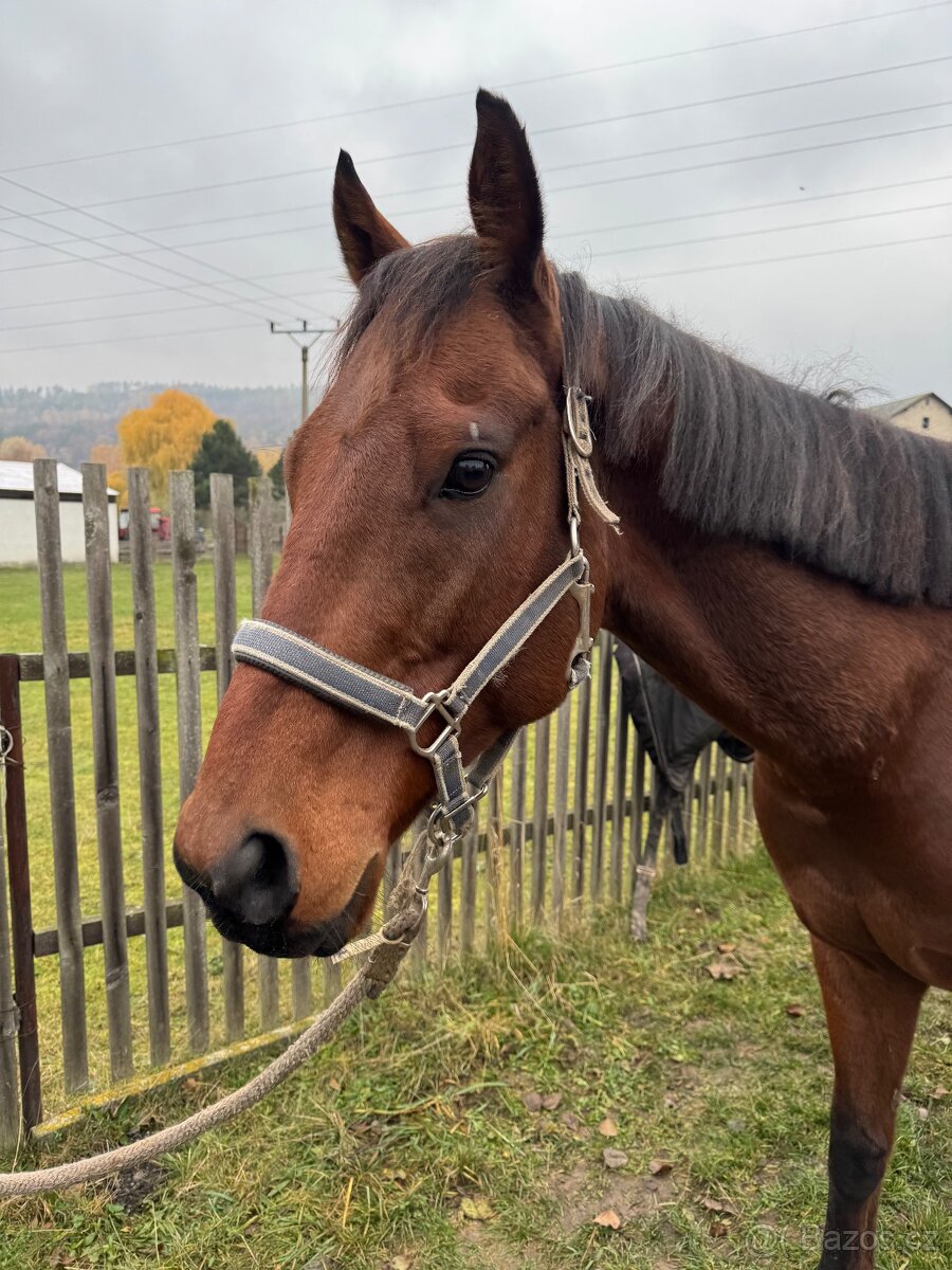 Valášek A1/1 na prodej