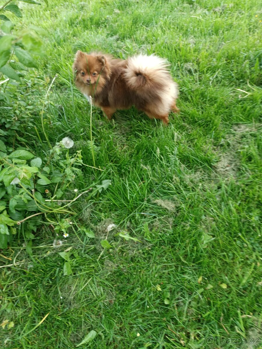 Pomeranian/Zwergspitz, PP