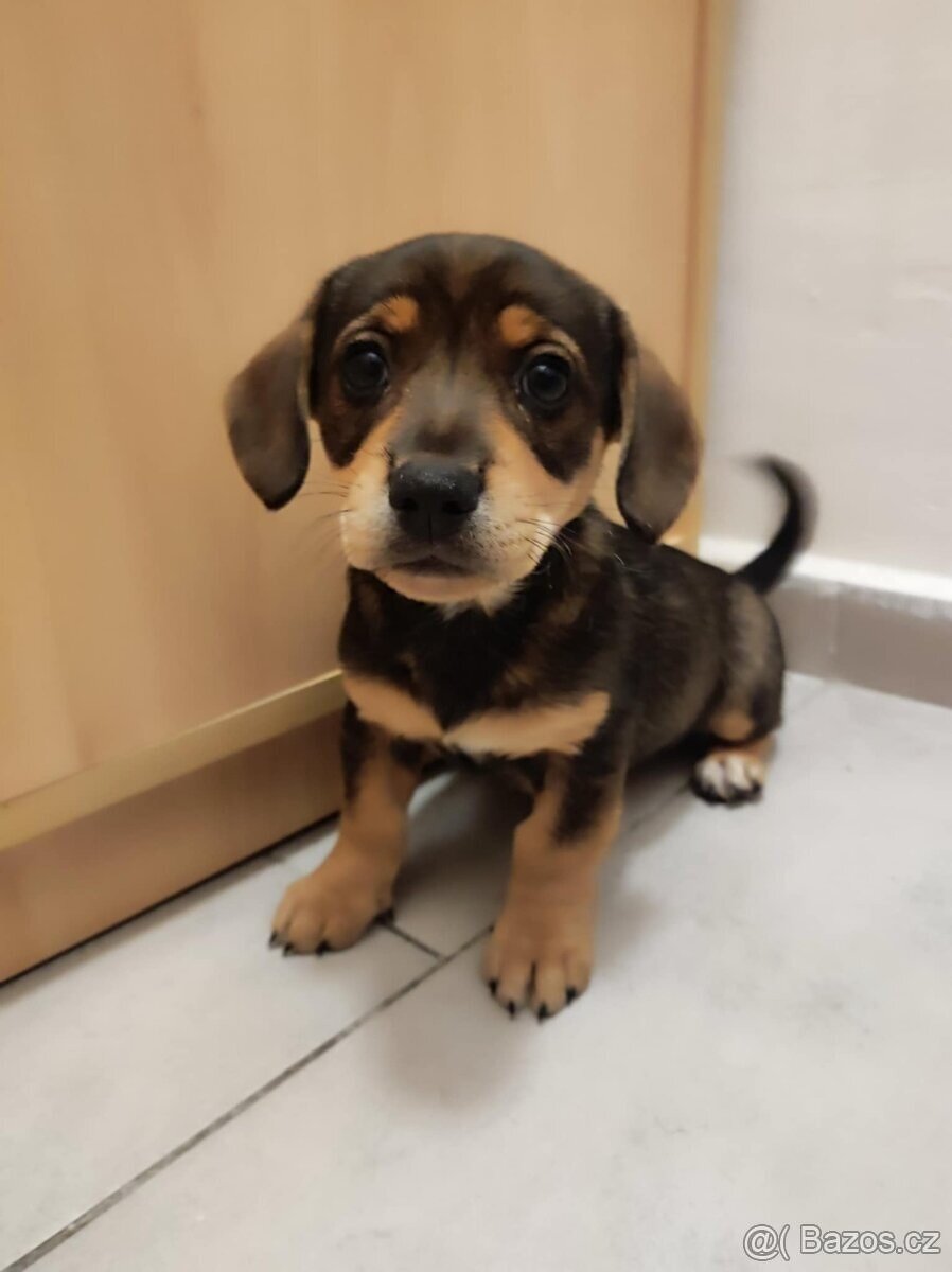 Jezevčík trpasličí x Jack Russell