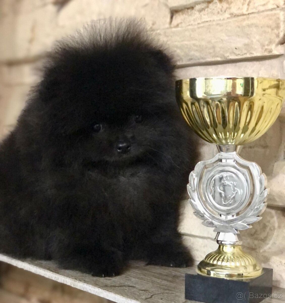 pomeraniany