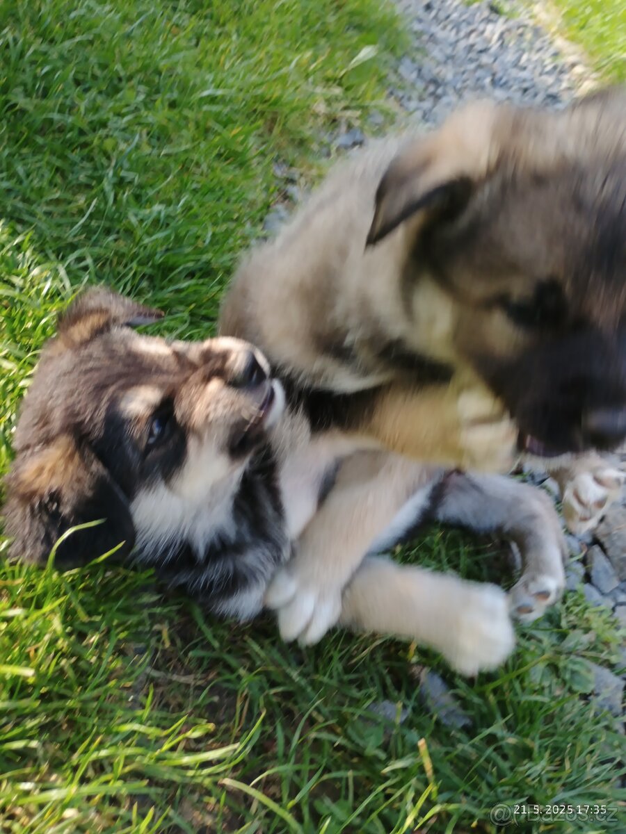 Štěňata Borderkolie a Labradora