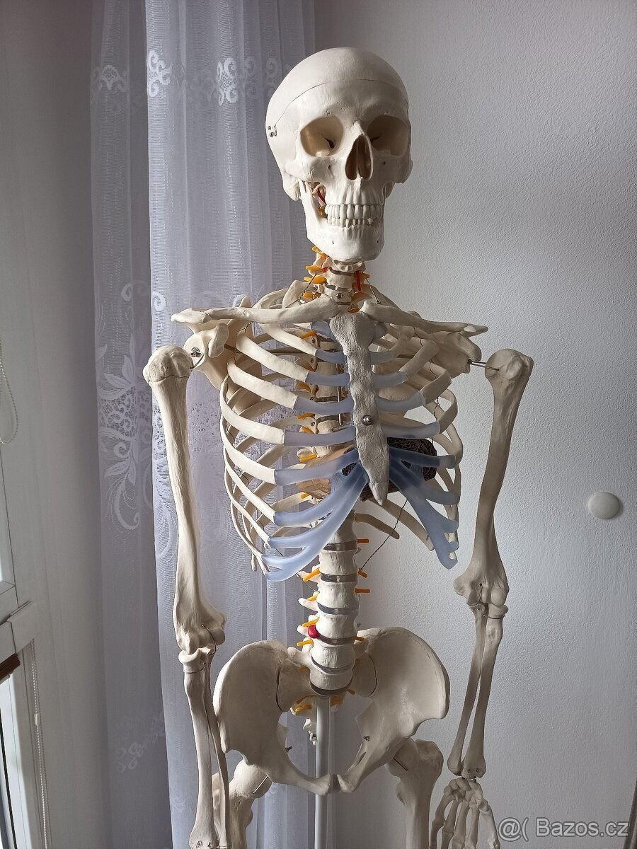 Kostra lidské anatomie