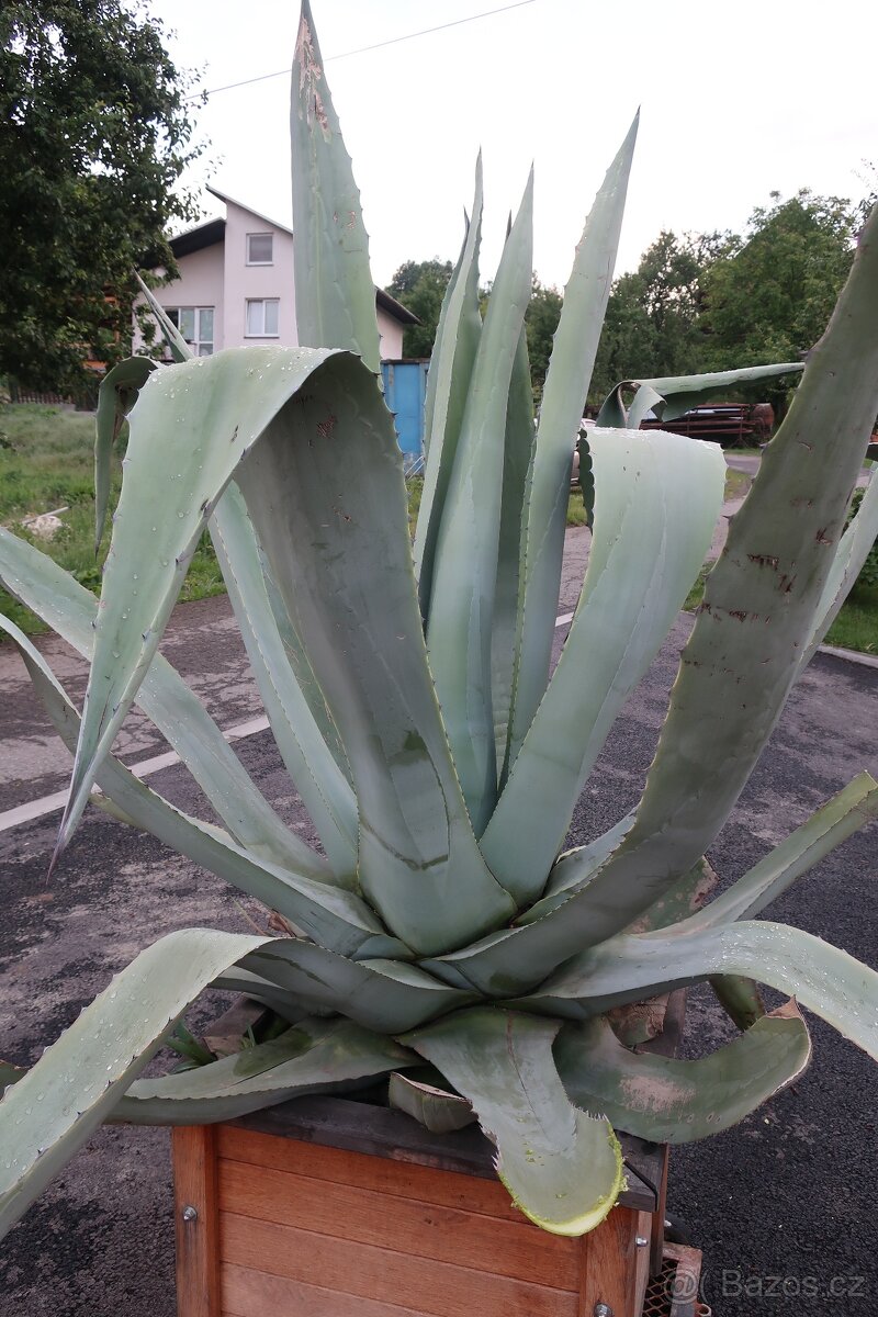 kaktus agave americka
