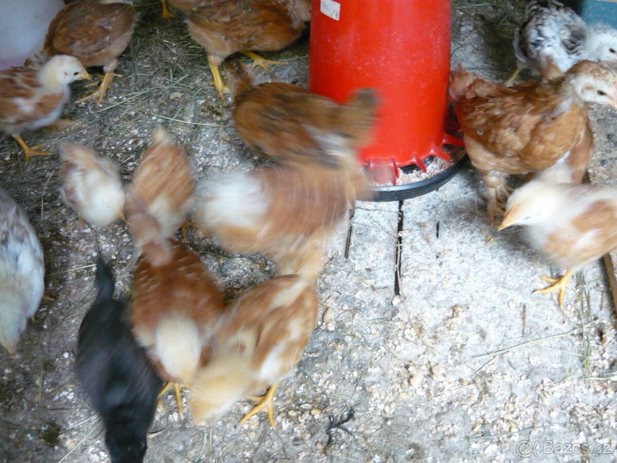 kuřata  25 dní    Hempšírky -kříženci  cena 48 kč