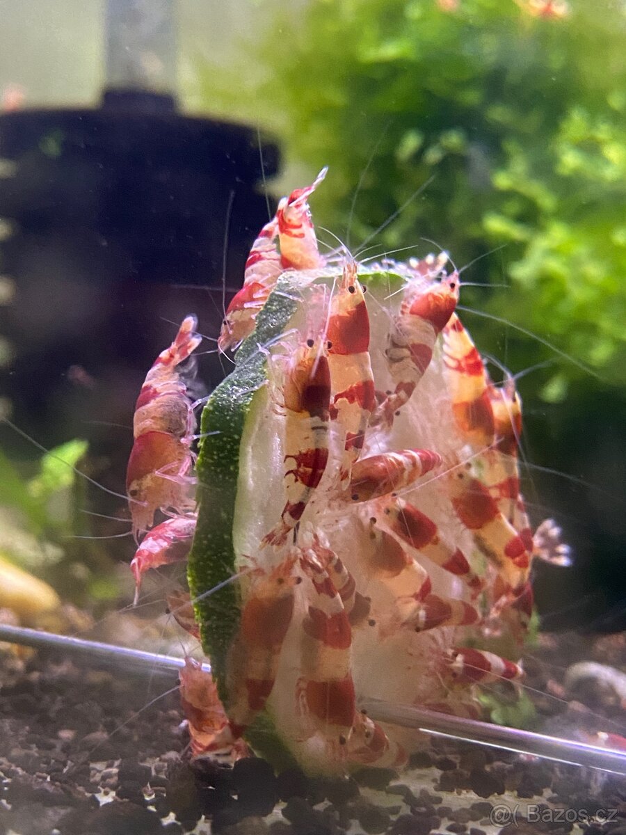 Krevety caridina