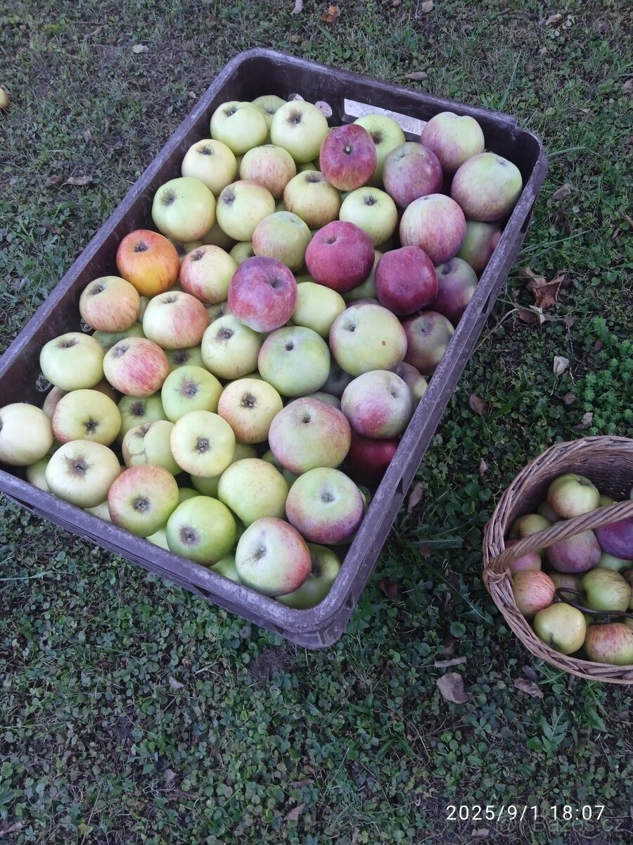 jablka ručně trhaná