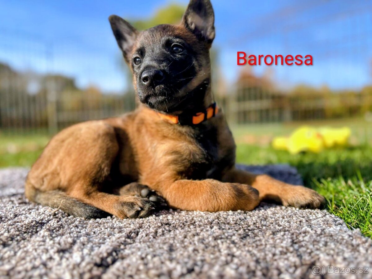 Belgický ovčák malinois s PP