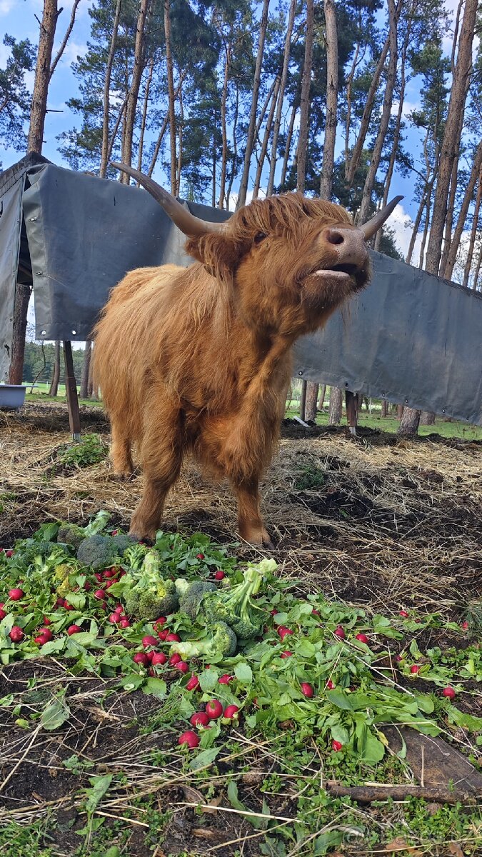 Skotský náhorní skot