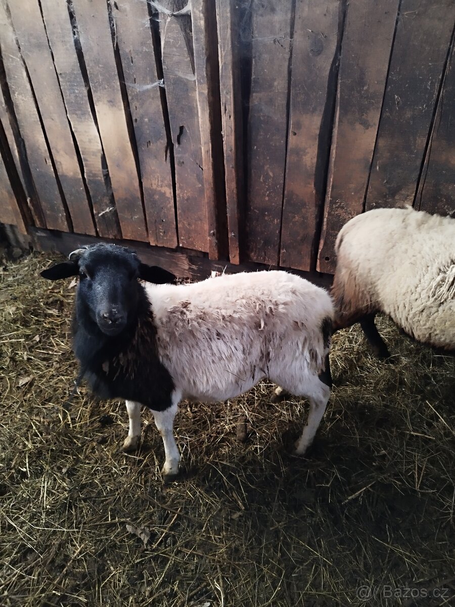 Beran, kříženec dorper x kamerunská ovce
