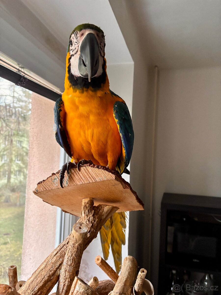 Prodám Ara Ararauna