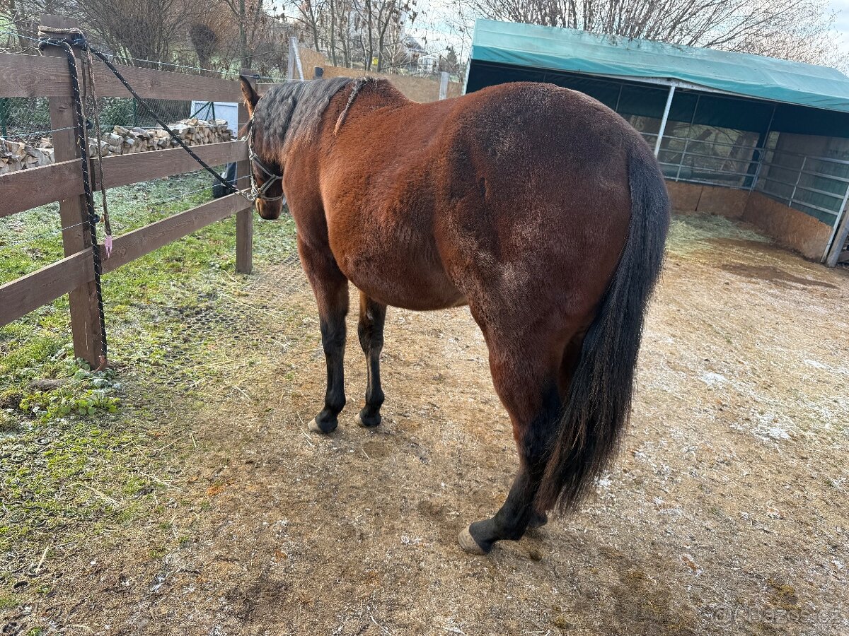 Hřebeček / valach APH - 2 roky