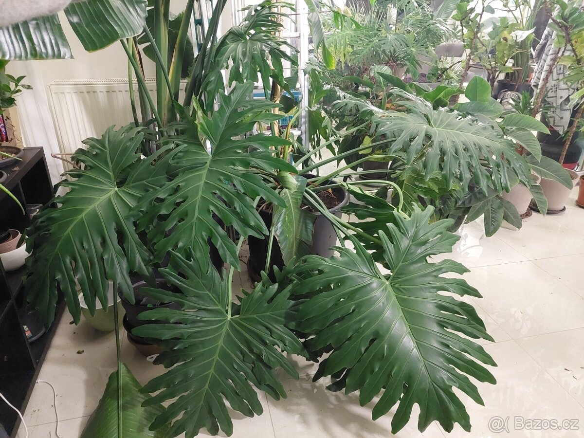 Filodendron