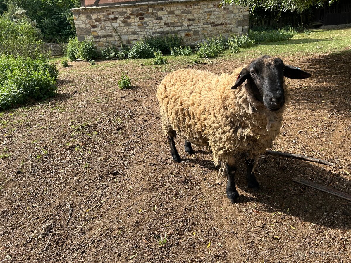 Plemenný beran suffolk