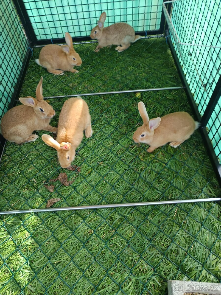 Králík