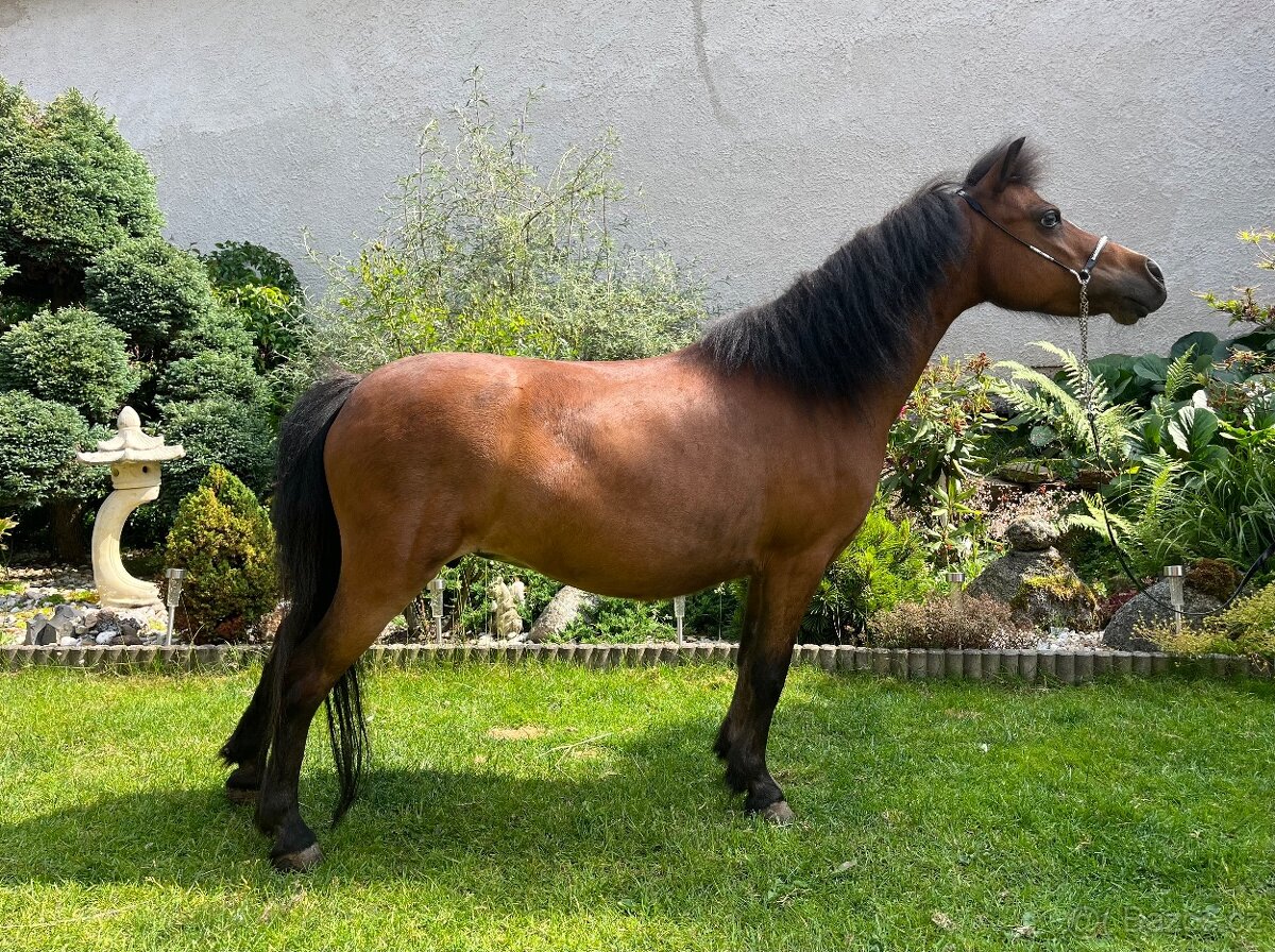 Chovná minihorse klisna