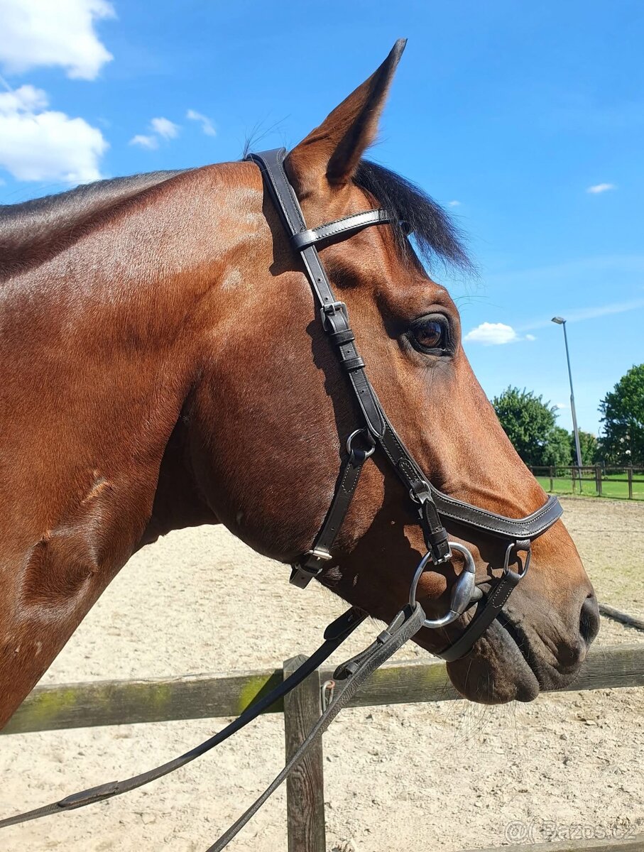 Uzdečka typu Micklem