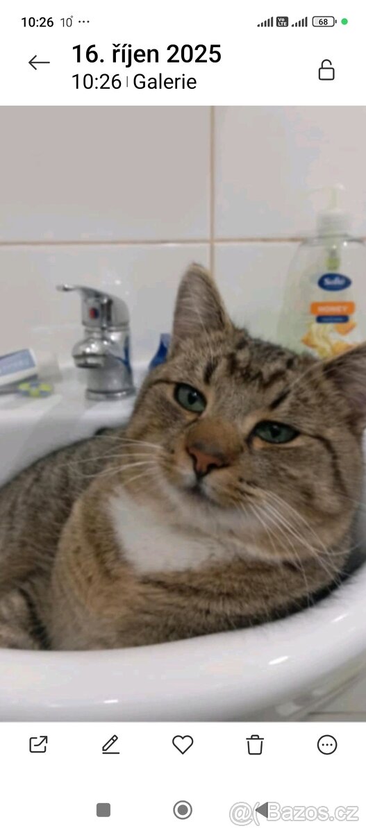 Krásný x bengálský kocour