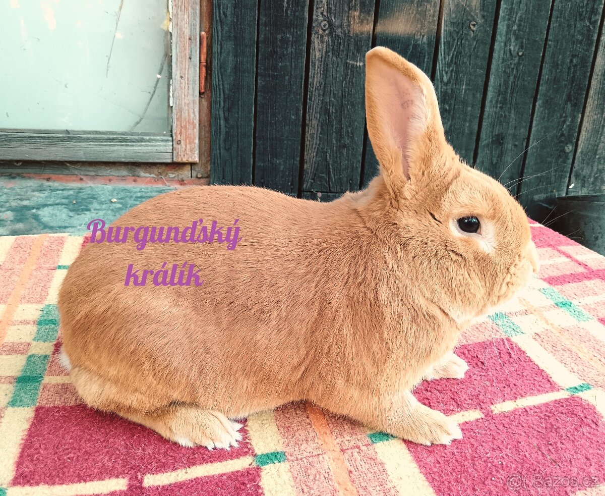 BURGUNDSKÝ králík s PP - SAMEC jc ⭐️⭐️⭐️