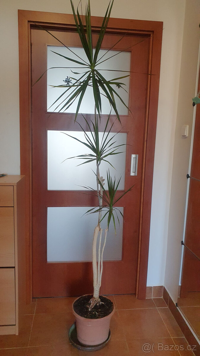 Dracena - dračinec pokojová kytka 2m