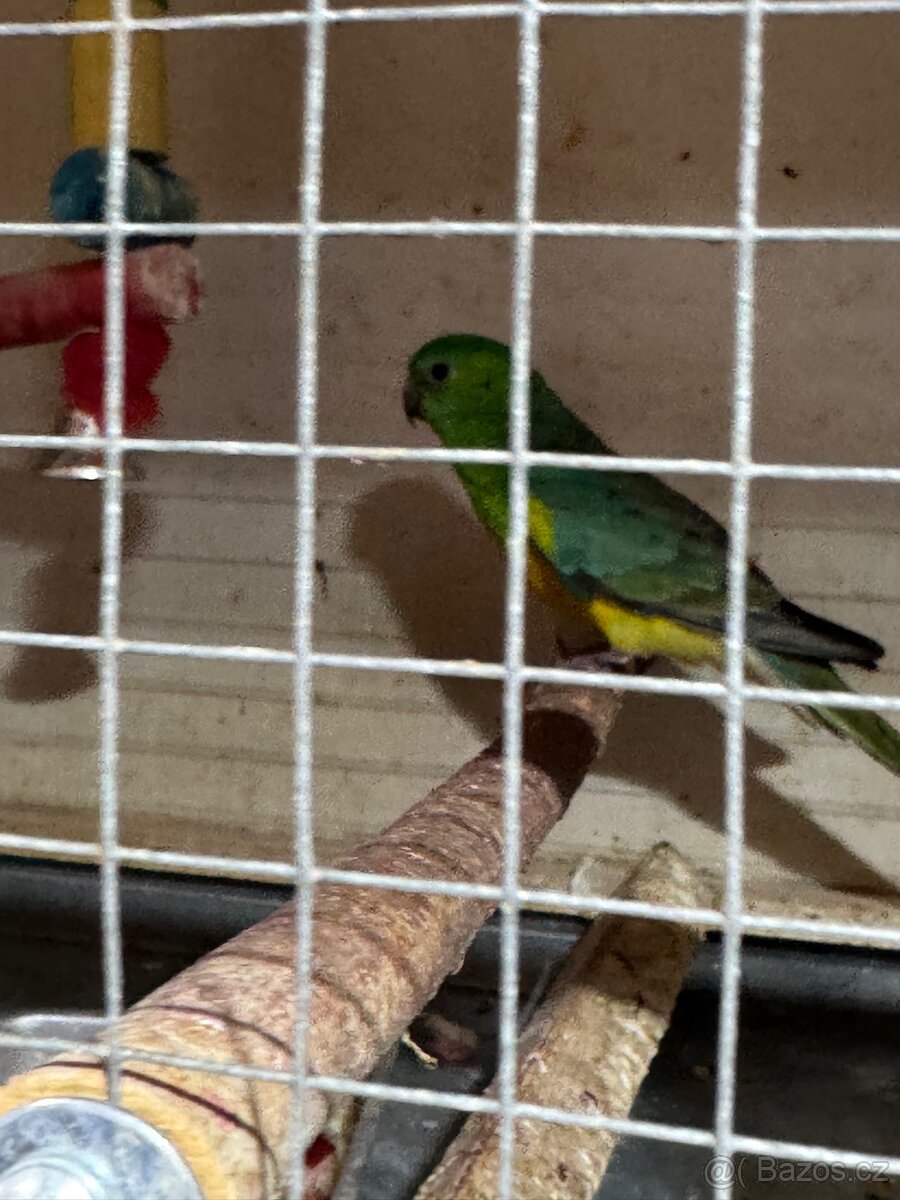 papoušek zpěvavý